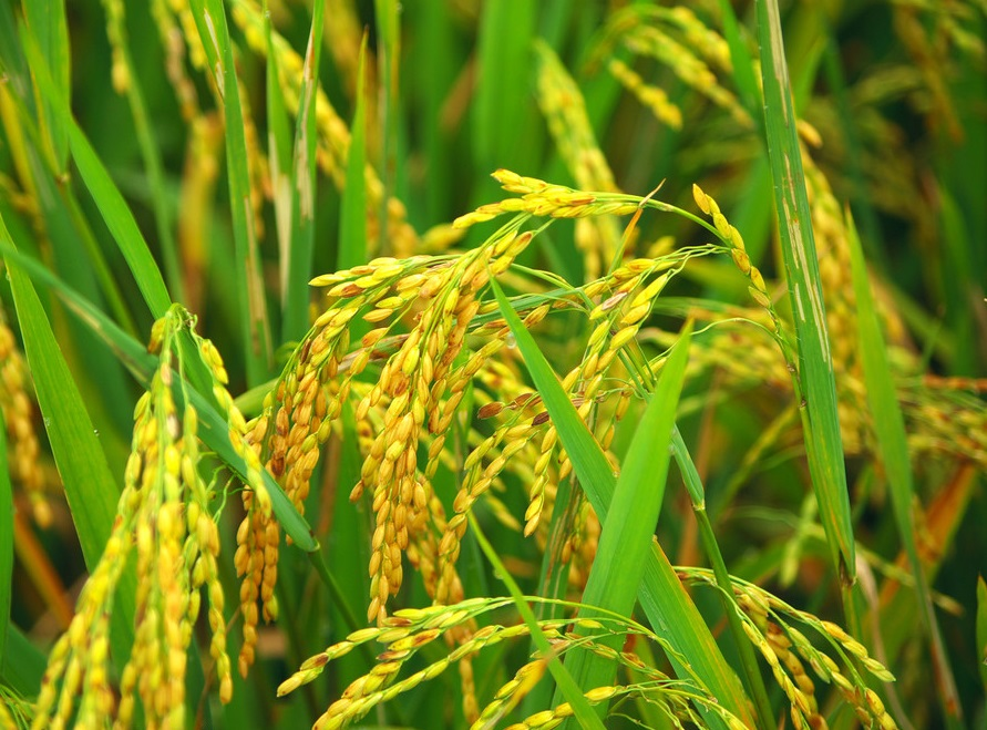 CayLua