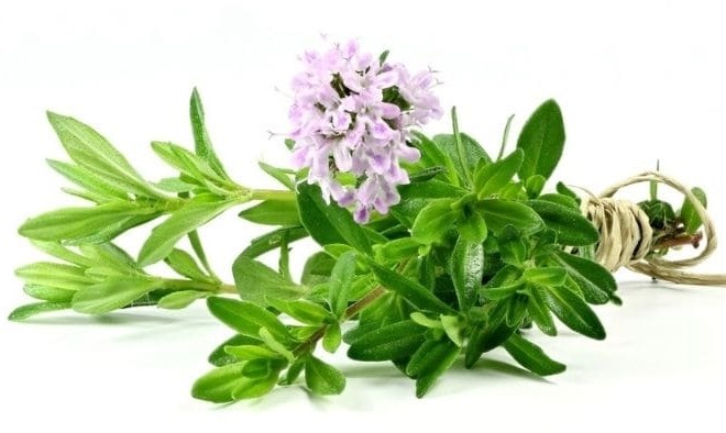 Cây cỏ xạ hương